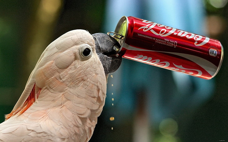 HD wallpaper: Sulphur-crested cockatoo, thirst, parrot, Bank, Coca-Cola,  animal themes | Wallpaper Flare