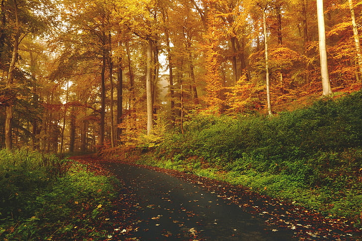 street, road, fall, forest, landscape, fallen leaves, HD wallpaper