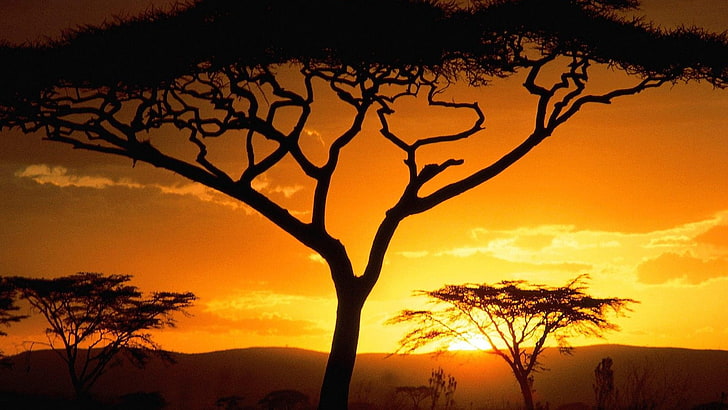 africa, amanecer, arboles, naturaleza, tree, plant, sky, silhouette, HD wallpaper