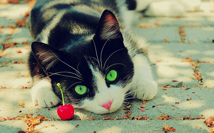 Tuxedo cat, nature, animals, cherries, green eyes, domestic, pets, HD wallpaper