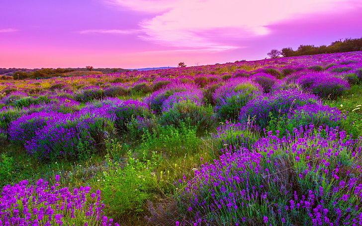 Nature Landscape Spring Meadow With Purple Flowers Sky Clouds Wallpapers Hd 3840×2400, HD wallpaper