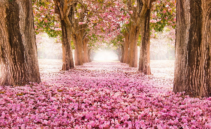Love Path, pink-and-green leafed trees, Cute, Spring, Flowers, HD wallpaper