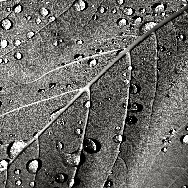 grayscale  photo of leaf with drops of water, Diamonds, Blatt