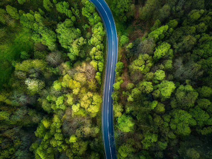 areal view of trees during daytime, road, forest, landscape, aerial