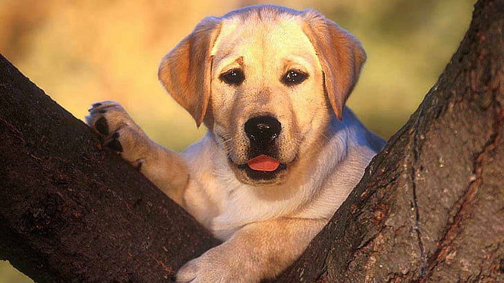 Pup Behind A Tree, pets, animals, dogs, puppy, labrador, nature, HD wallpaper