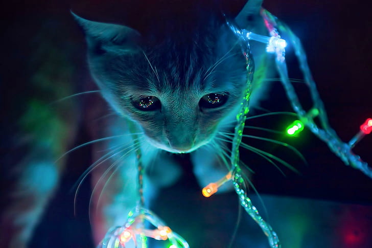 Christmas Lights Cat, skyphoenixx1, picture, fantastic, nice, HD wallpaper