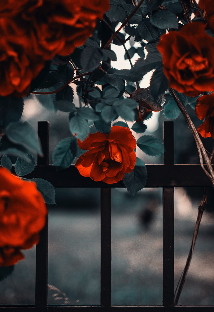 rose, garden, bush, red, fence, flower, flowering plant, beauty in nature, HD wallpaper