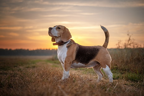 HD wallpaper: Dogs, Beagle | Wallpaper Flare