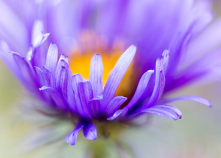 close up photo of purple cluster petaled flower, aster, aster