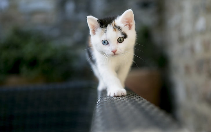 white and brown kitten, cat, kittens, depth of field, animals, HD wallpaper