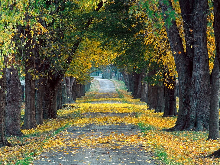 yellow and green leafed trees, road, avenue, autumn, kentucky, HD wallpaper
