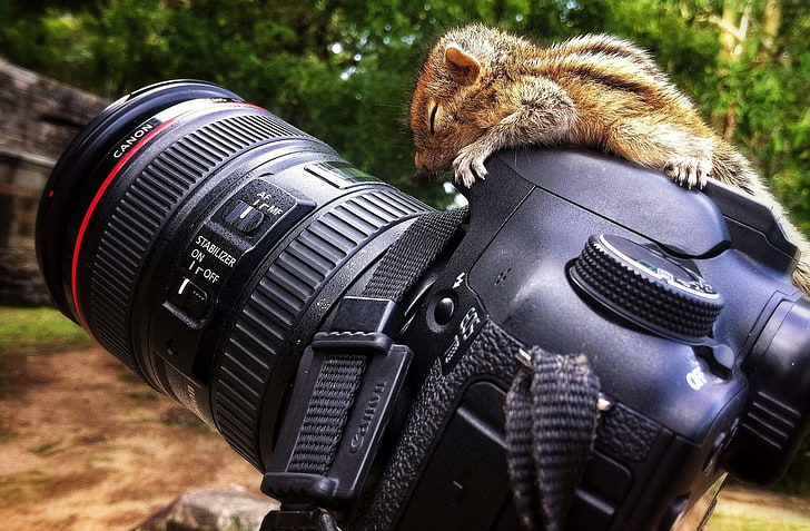 black Canon DSLR camera, squirrel, Canon 7D , animals, mammal