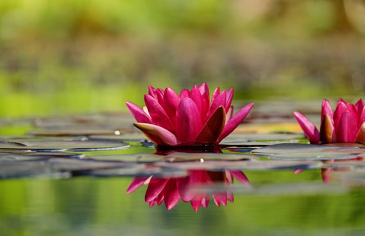red lotus flower, waterlily, petals, water Lily, nature, lotus Water Lily