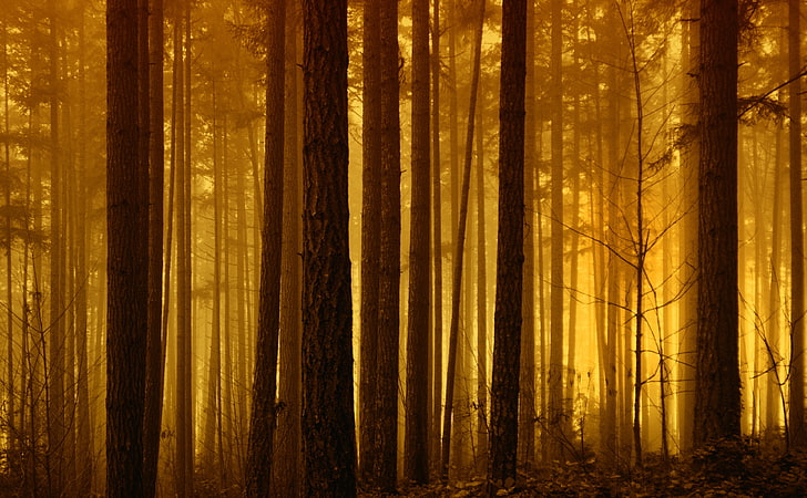 Foggy Forest Sunrise, dense forest with trees, Nature, Forests