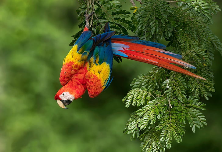 Birds, Scarlet Macaw, Wildlife