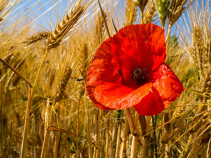 red poppy flower in wheat field during daytime, Red spot, Ears, HD wallpaper