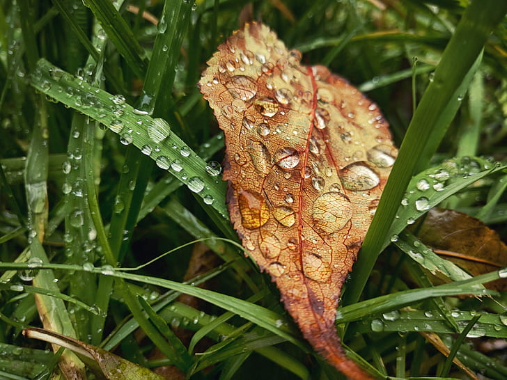 fall, leaves, plants, water drops, nature, wet, leaf, green color, HD wallpaper