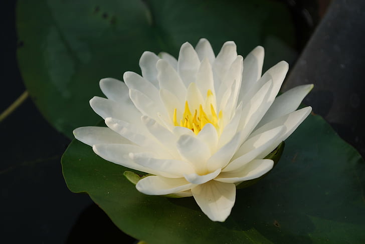 selective focus photography of white petaled flower, white lotus, white lotus