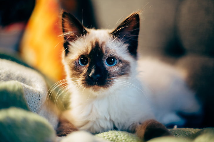 Siamese kitten, cute, domestic Cat, pets, animal, feline, domestic Animals, HD wallpaper