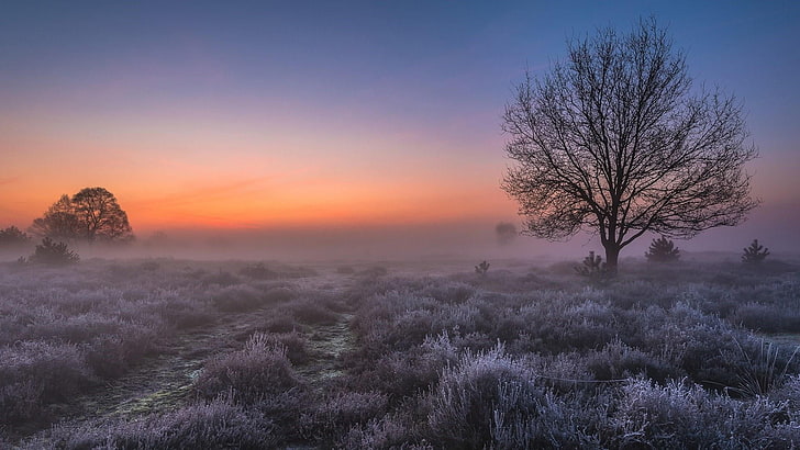lone tree, frozen, europe, netherlands, gelderland, veluwezoom national park, HD wallpaper