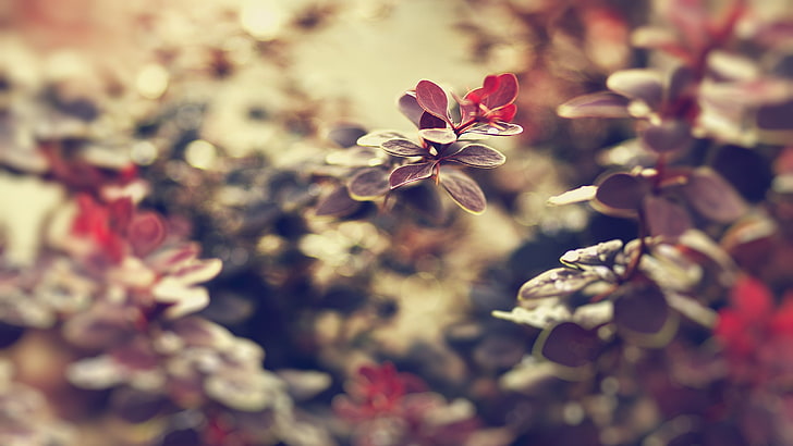 red leafed plant, leaves, macro, depth of field, nature, flower, HD wallpaper