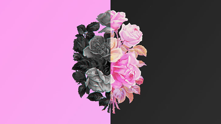 nature, flower, black, rose, plants, flowering plant, studio shot, HD wallpaper