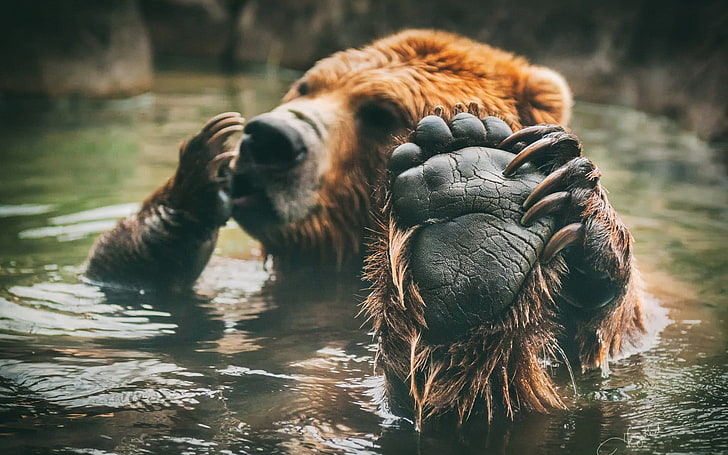brown bear, animals, bears, water, paws, mammal, animal themes