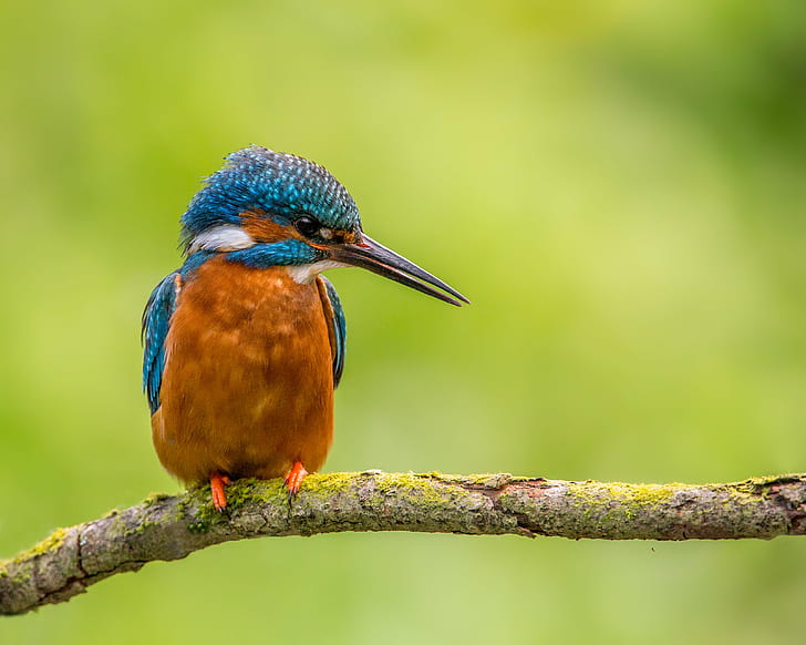 brown and blue feathered bird on tree branch, Opportunities, Kingfisher, HD wallpaper