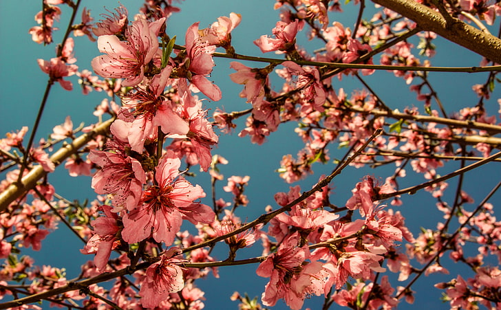 Peach Blossoms, Nature, Flowers, flores, Peaches, melocoton, melocotonero, HD wallpaper