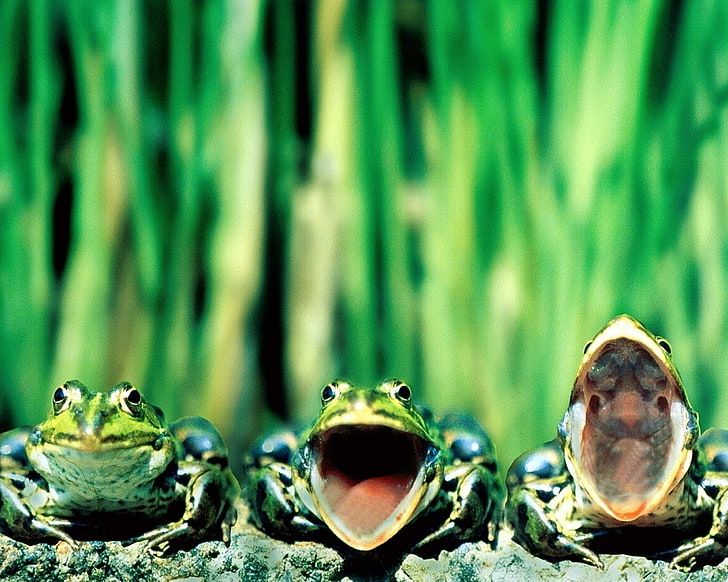 colorful frogs amphibians 1280x1024  Animals Frogs HD Art