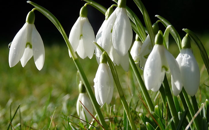 white petaled flowers, snowdrops, grass, dew, spring, nature, HD wallpaper