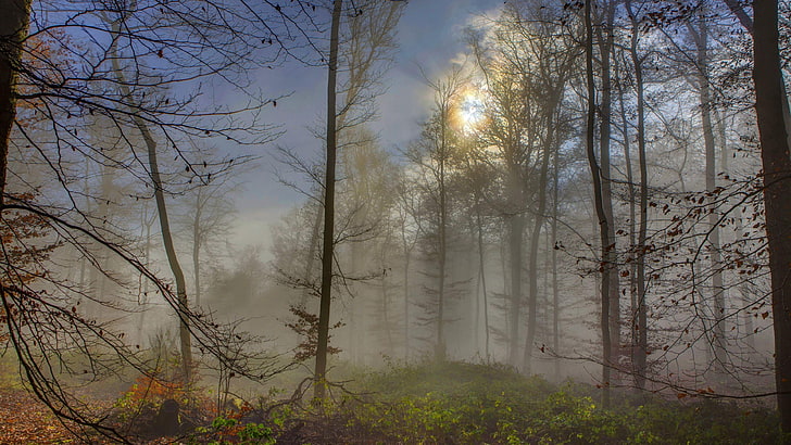 sunrise, woodland, forest, tree, mist, misty, sky, morning, HD wallpaper