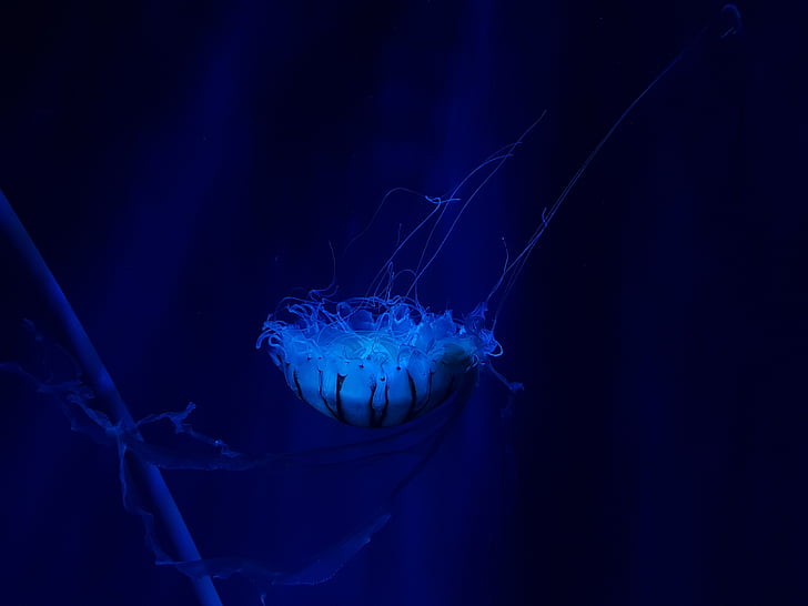 Jellyfish, Underwater, Deep ocean, 4K