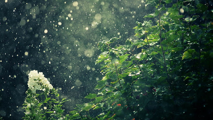 Rainy Forest Wallpaper 59 images
