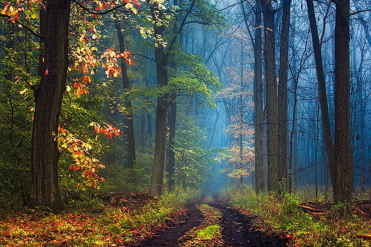 forest painting, forest trees painting, road, mist, leaves, grass