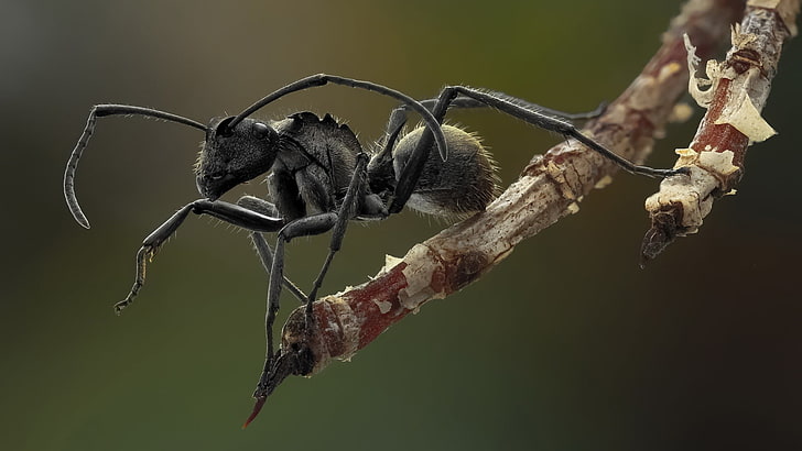black ant, ants, macro, insect, animals, nature, close-up, wildlife, HD wallpaper