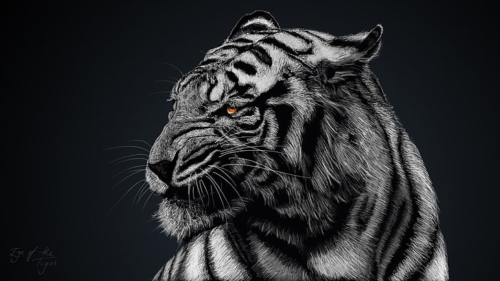 gray and black tiger, greyscale photo of tiger, animals, white tigers