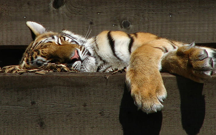 sleeping, animals, tiger