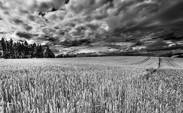 Dramatic Scene, grayscale photo of corn field, Black and White
