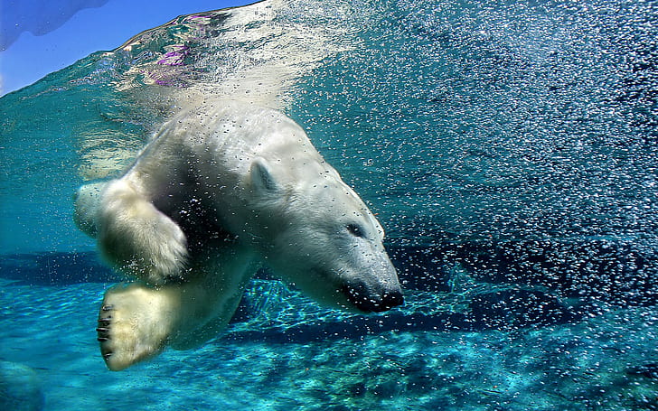 HD wallpaper: water swimming underwater polar bears 1920x1200 Animals Bears  HD Art | Wallpaper Flare