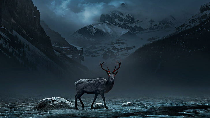 The Watcher, deer, wildlife, animals, forests, HD wallpaper