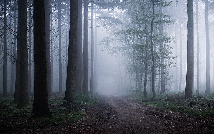 landscape, nature, atmosphere, forest, morning, path, mist