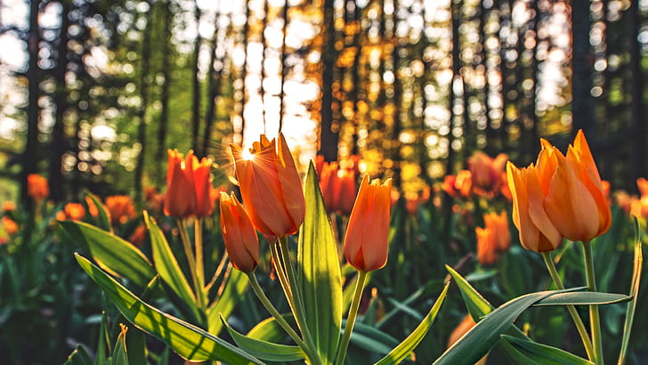 tulips, forest, plants, flowers, red flowers, sun rays, HD wallpaper