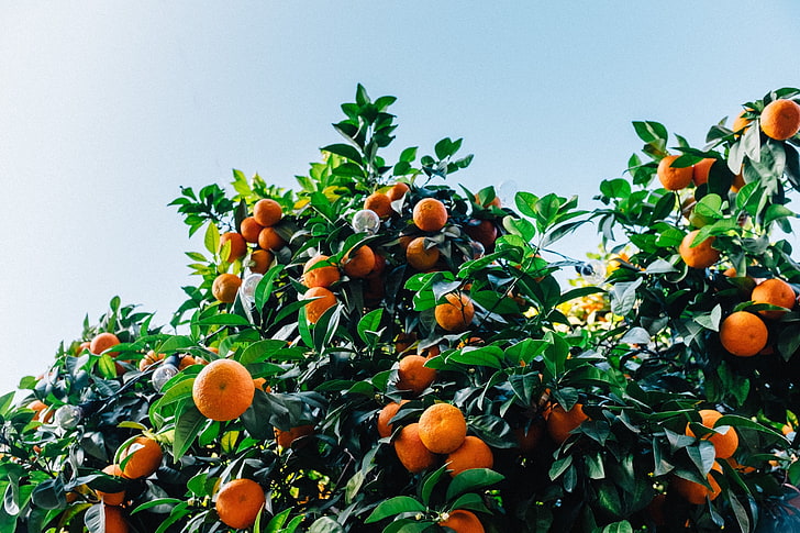 orange fruits, tangerines, tree, citrus Fruit, nature, orange - Fruit, HD wallpaper