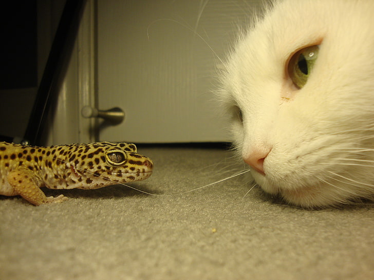 white cat looking at brown lizard on the fllor, lizards, leopard geckos, HD wallpaper