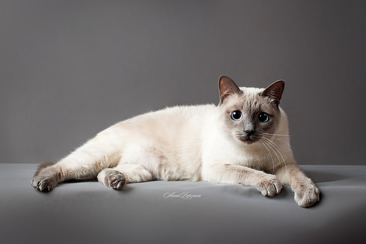white siamese cat, eyes, grey background, Thai cat, the Thai cat, HD wallpaper
