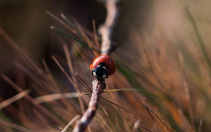 insect, ladybugs, macro, blurred, grass, animal wildlife, animals in the wild, HD wallpaper