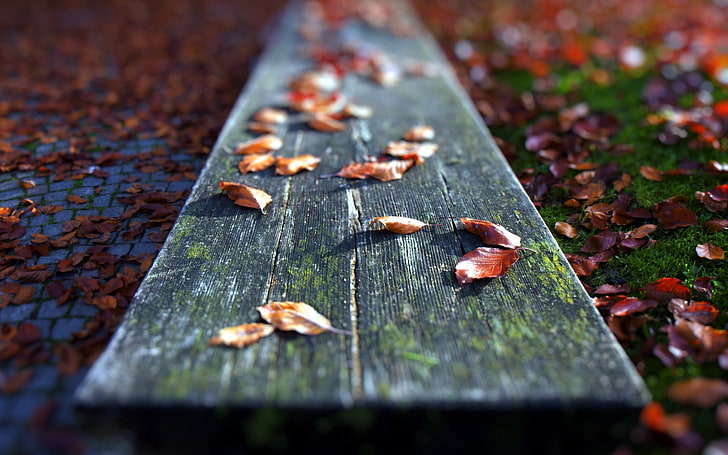 red leaves, selective focus, wood - material, no people, day