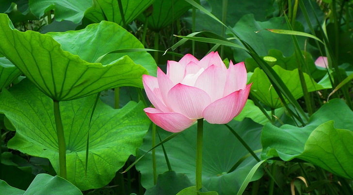 pink lotus flower, leaves, herbs, nature, lotus Water Lily, plant, HD wallpaper