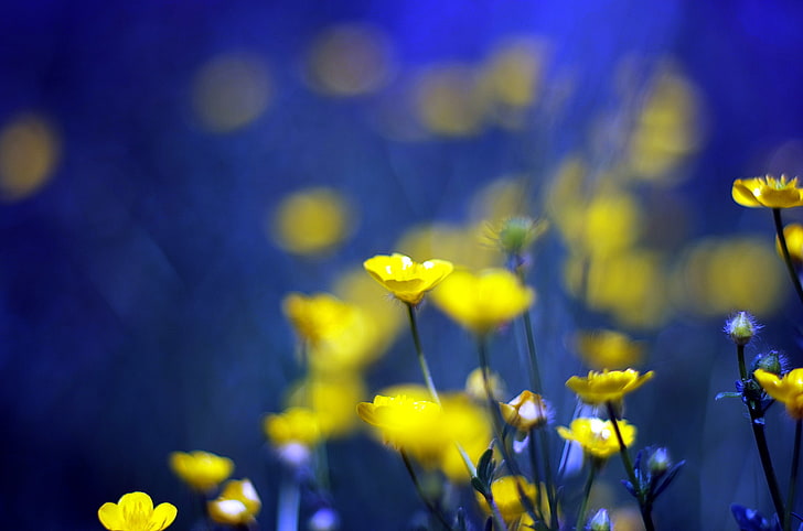 yellow flowers, blue, background, Buttercups, HD wallpaper
